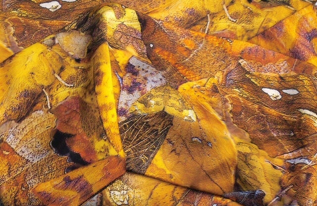 Autumn Moth Collage Silk Crepe Satin Scarf in Wonderful Autumnal Golds ...
