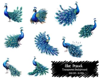 Blue Peacock Clipart Set: Elegant Bird Illustrations (PNG, 300 DPI, Digital Download