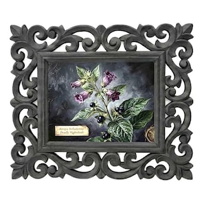 May include: A framed botanical print featuring a detailed illustration of a plant with purple flowers and black berries. The print is set within a dark gray, ornate, scrollwork frame, creating a vintage aesthetic. The text on the print reads "Atropa Belladonna Deadly Nightshade."