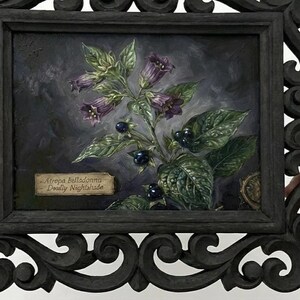 May include: A framed botanical painting of Deadly Nightshade, featuring purple bell-shaped flowers and dark berries. The painting is set in a black ornate frame, held by hands.
