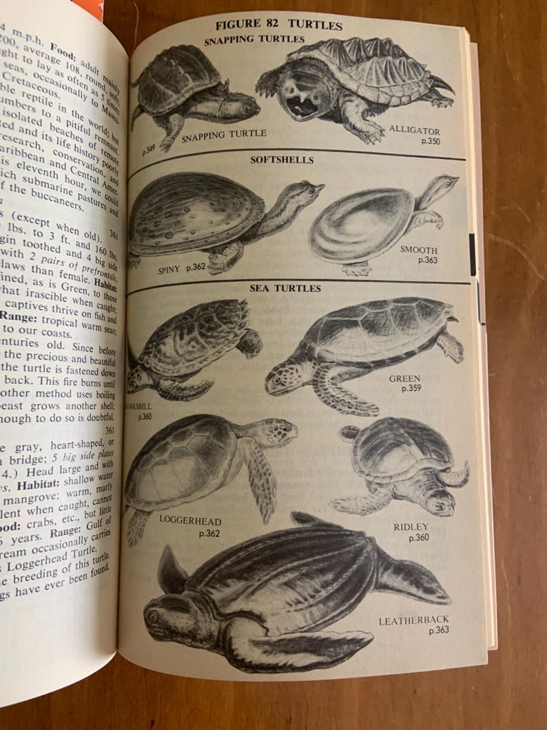 Soft Shell Books Complete Field Guide to American Wildlife 1959 Henry Hill Collins - Etsy