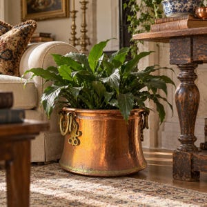 May include: A large, round, hammered copper planter featuring two ornate brass side handles. The planter has a wide, open top and a slightly tapered base, containing a lush green peace lily plant with broad, pointed leaves and dark green foliage.