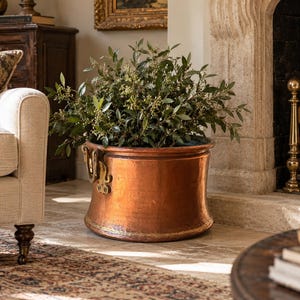 May include: A large, round, hammered copper planter with a wide base and a flared rim. The planter features two ornate brass handles attached to the sides. A lush green plant with small leaves and tiny buds is potted inside the copper vessel.