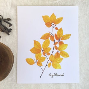 Autumn Hazel Branch Watercolor Fine Art Print. Botanical Unframed 8x10 Artwork For Your Home Or A Great Gift.