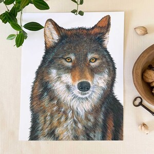 May include: A close-up portrait of a wolf with brown, black, and white fur. The wolf has a serious expression with amber eyes and a black nose.