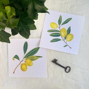 Green Olives Watercolor Fine Art Print. Botanical Unframed Set of 2 - 5 x 5 Artwork For Your Home Or A Great Gift.