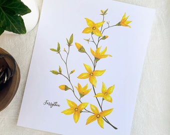 Yellow Forsythia Watercolor Fine Art Print. Botanical Unframed 8x10 Artwork For Your Home Or A Great Gift.