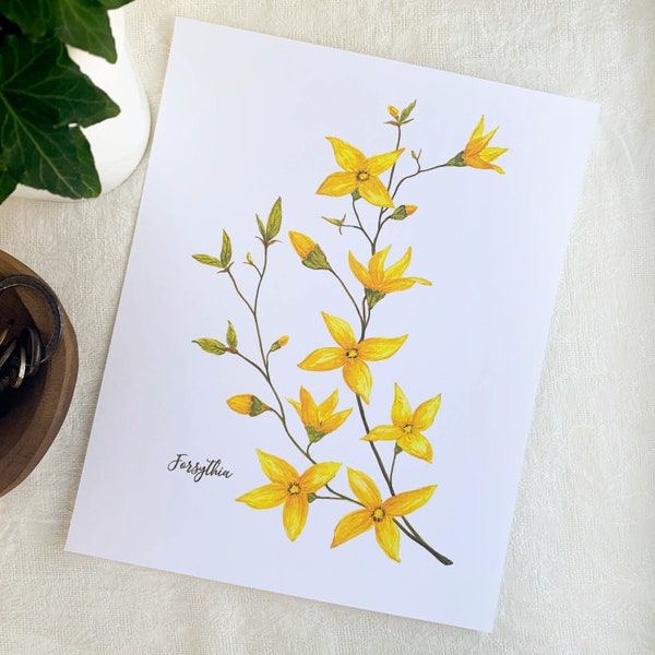 Yellow Forsythia Watercolor Fine Art Print. Botanical Unframed 8x10 Artwork For Your Home Or A Great Gift.