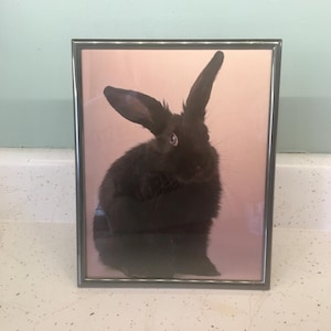 May include: A framed print featuring a black rabbit with long ears. The rabbit is centered against a soft pink background. The frame is a thin, dark metal. The image is displayed on a white speckled surface.