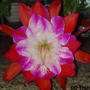 Very Rare Beautiful Epiphyllum D C Tran Cutting Great Color XL Flower Orchid Cactus
