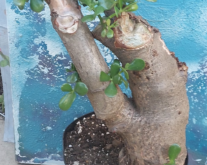Jade Bonsai Crassula Ovata 24 Tall Thick Trunk Great Old Jade Bonsai