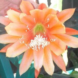Beautiful Epiphyllum KING MIDAS Cutting Great Color Lg Flower Orchid Cactus