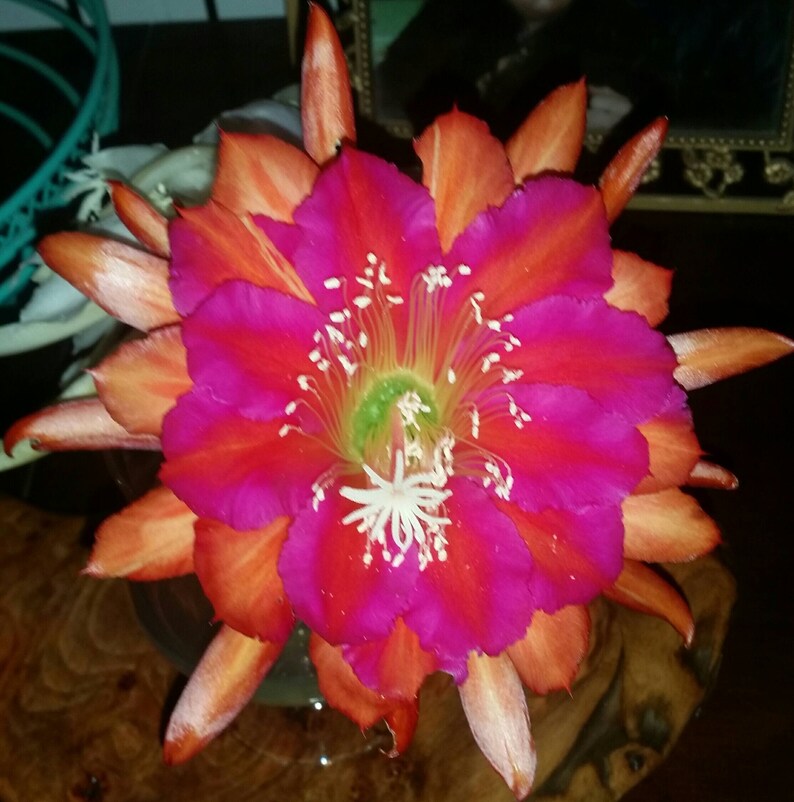 Beautiful Epiphyllum Prince of Romany Cutting Great Color Lg Flower Orchid Cactus