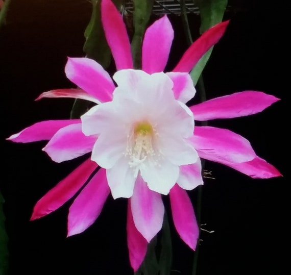 12 CUTTINGS ~Hookeri Strictum~ Epiphyllum Orchid Cactus Succulents White Flower