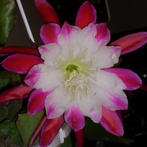 Rare Beautiful EPIPHYLLUM CLOWN Cutting Great Color XL Flower