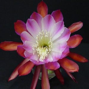 Very Rare Beautiful Epiphyllum Tomatsu Kida  Cutting Great Color XL Flower Orchid Cactus