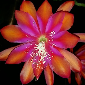 Beautiful Epiphyllum SPARKLING BURGUNDY Cutting Great Color Lg Flower Orchid Cactus