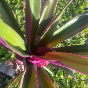May include: A close-up shot of a plant with long, pointed leaves. The leaves are mainly green with striking purple and pink edges. The plant's centre is a deep magenta, creating a visually appealing contrast. The plant is set against a backdrop of green foliage.