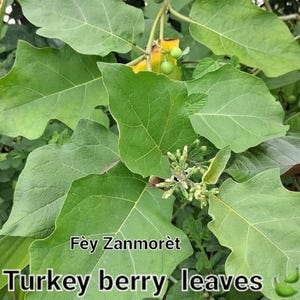 May include: Close-up of Turkey berry leaves, featuring large, green, veined foliage. The image includes the text "Fèy Zanmorèt" and "Turkey berry leaves". Small, green berries and buds are also visible among the leaves.