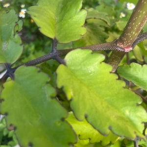 May include: Close-up of a plant with bright green leaves and dark stems. The leaves have a scalloped edge and a slightly glossy appearance. The background is blurred, suggesting a natural outdoor setting.
