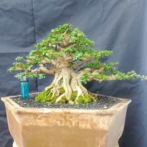 Può includere: Un bonsai con un tronco spesso e strutturato e rami estesi coperti di piccole foglie verdi, piantato in un vaso di ceramica beige esagonale con terra nera e muschio. Un accendino blu è posizionato accanto per dare un'idea della scala.
