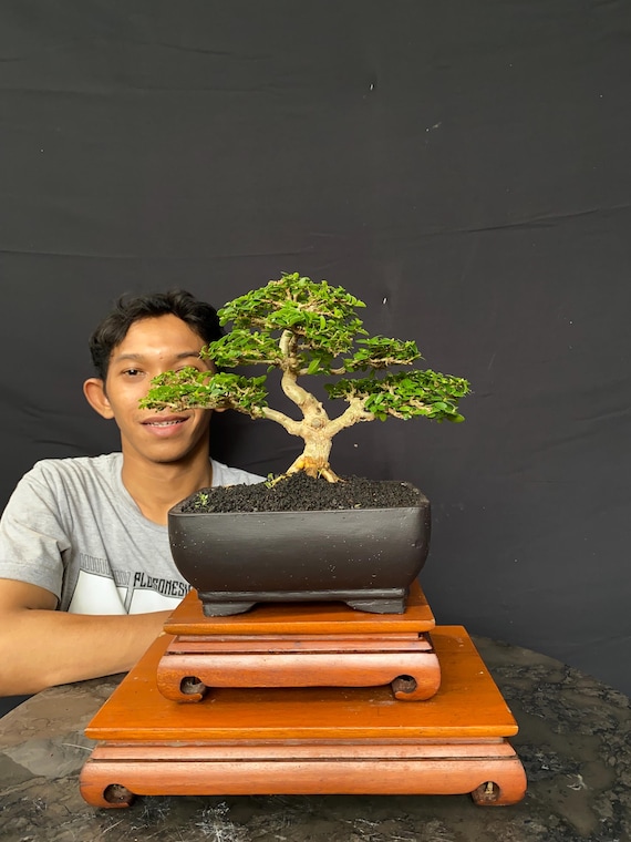 Premna Microphylla Bonsai Baum Balge Pflanze Mame Gre Wettbewerb Qualitt  - Etsy.de