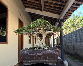 Premna Microphylla Bonsai Tree Actual Picture Mame Size By Balge 010