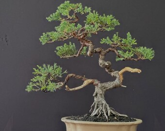 Bonsai Juniperus Chinensis Actual Picture 8