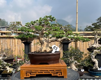Bonsai Tree Premna Microphylla Actual Picture 061 Mane Size