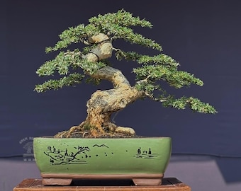 Bonsai Tree Desmodium Micro Actual Picture Small Size Balge 39