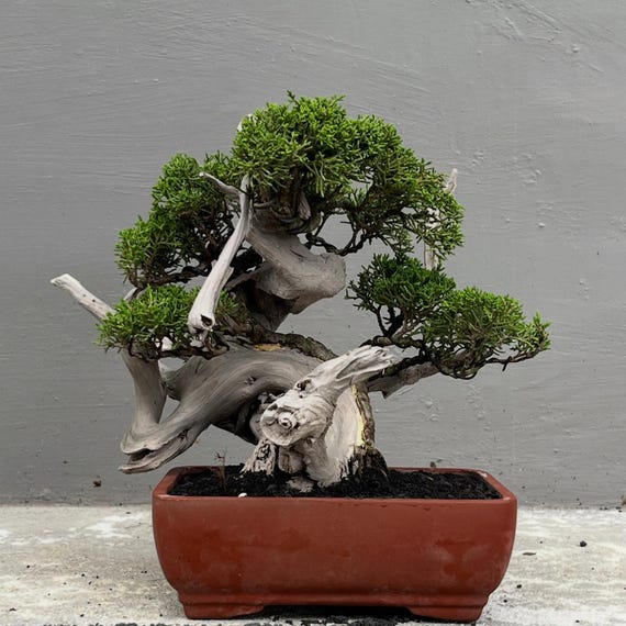 Juniperus Chinensis Bonsai Actual Picture Bonsai Garage - Etsy Canada