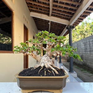 Pode incluir: Um bonsai com um tronco grosso, texturizado e de cor clara, com raízes expostas plantadas em terra escura. A árvore apresenta numerosas folhas pequenas de um verde vibrante em ramos espalhados, contida num vaso retangular de cerâmica castanha.