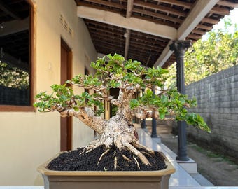 Premna Microphylla Bonsai Actual Tree Bogel Style Small Size Good Quality Old Trunk By Balge Bonsai 1745
