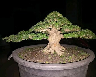 Premna Microphylla Actual Picture Bonsai Tree Mame Size Natural Style Bonsai 0101