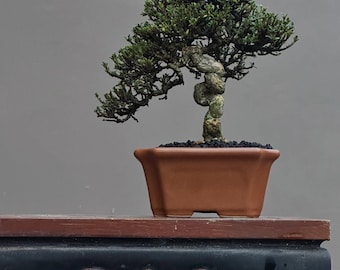 Serissa Micro Actual Picture Tree Bonsai Mame Size Harjo