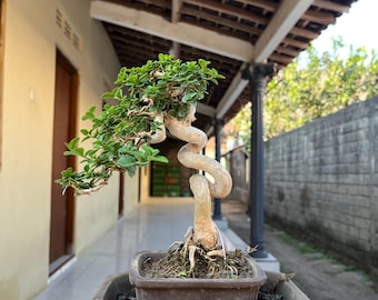 Premna Microphylla Bonsai Mame Tamaño Meiuk Estilo Código 0001 Por balge Bonsai