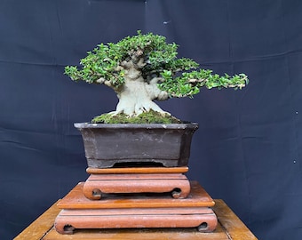 Premna Microphylla Bonsai Tree Actual Picture 44