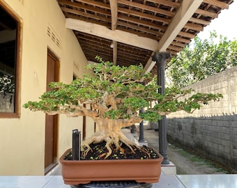 Bonsai Premna Microphylla Indoor & Outdoor Tree Actual Picture By Balge Medium Size Beauty