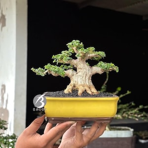 Premna Microphylla Bonsai Tree Tamaño pequeño actusl Imagen Saka