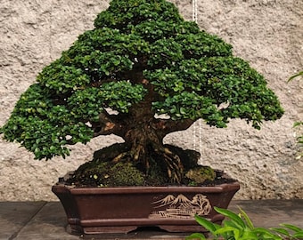 Bonsai Tree Premna Microphylla Cokan Style Tropical Bonsai Beauty Tree Actual Picture Haven