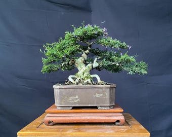 Bonsai Tree Desmodium Blue Bell Actual Picture Small Size Balge 9