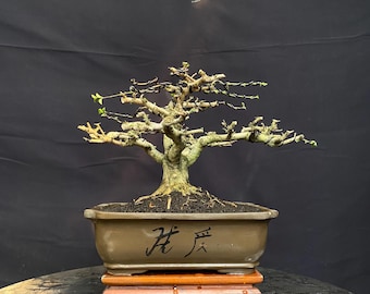 Premna Microphylla Bonsai Actual Picture Material Mame Size Beauty Bonsai By Blage 15368