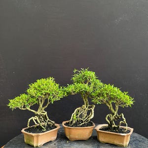 May include: Three bonsai trees with green foliage and exposed roots are displayed in rectangular terracotta pots. The trees are set against a dark background. The pots sit on a gray surface.