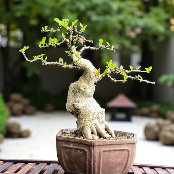 ficus bonsai substrat Ficus