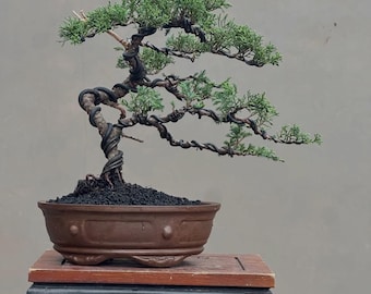 Bonsai Tree Juniperus Chinensis Actual Picture Balge Plant