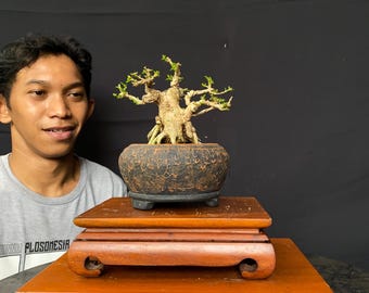 盆栽 モクマオウ 大きな実寸大 ヒノキ盆栽 樹齢26年 - Etsy 日本