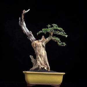 Bonsaiträd Cudrania Cochinchinensis Verklig bild Bonsai harjo