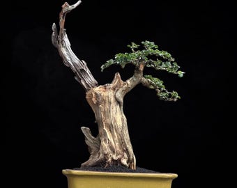 Bonsaiträd Cudrania Cochinchinensis Verklig bild Bonsai harjo