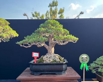 Phempis Acidula Bonsai Tropical Tree Actual Picture 109