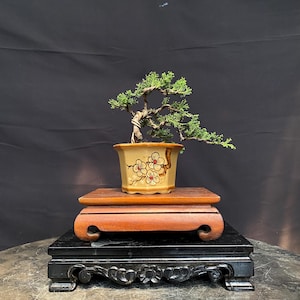 Partihandel 3 Bonsaiträd Juniperus Chinensis Shito Storlek Verklig Bild Balge